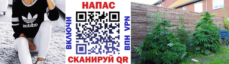 Конопля семена  Южно-Сухокумск 